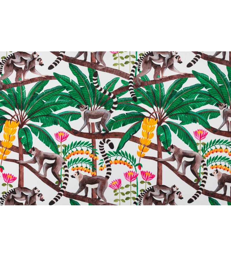 Lemuriens Fond Blanc 2674601