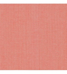 Panama Out Salamander 00339